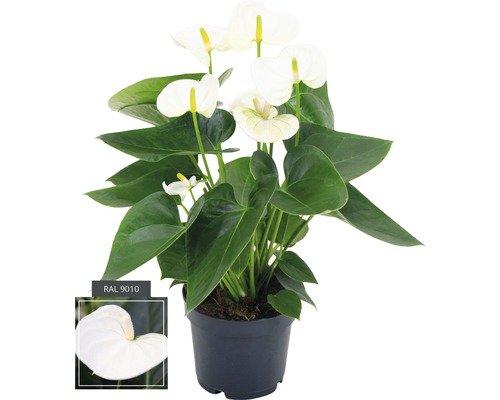 Floarea Flamingo FloraSelf Anthurium andreanum H 35-40 cm ghiveci Ø 12 cm albă