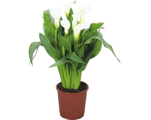 Cală FloraSelf Zantedeschia aethiopica 'Crystal Blush' H 40-50 cm ghiveci Ø 13 cm albă