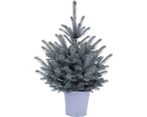 Picea Pungens Baby Blue/ Molid în ghiveci, h 100-120 cm