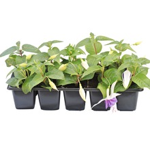 Rasāduri tineri de fuchsia în tăviță de creștere