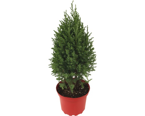 Juniperus Chinensis Stricta/ Ienupăr chinezesc în ghiveci, h 20-40 cm, CO 2,5 L Chiparos în ghiveci