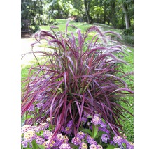 Iarbă ornamentală cu flori și flori violete în grădină