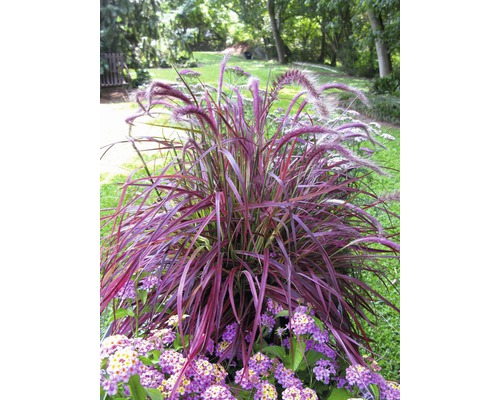 Iarbă ornamentală cu flori și flori violete în grădină