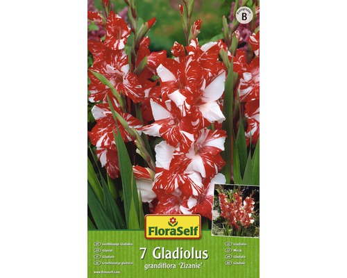 Bulb FloraSelf® gladiolă, 'Zizanie', roșie, 7 buc-0
