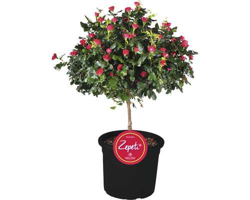 Trandafir 'Zepeti' H ca. 50 cm Co 6 L