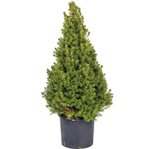 Brad de molid conic în ghiveci
