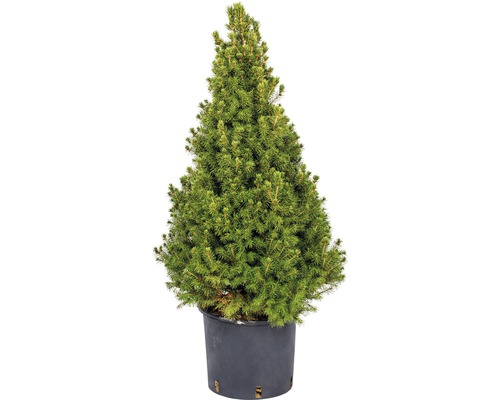 Molid Picea glauca Conica H 70-80 cm Co 7,5 L Brad de molid conic în ghiveci
