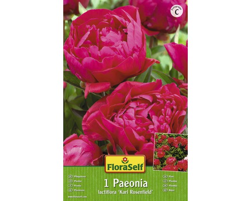 Bulb FloraSelf® Paeonia, 'Karl Rosenfeld', roșu, 1 buc