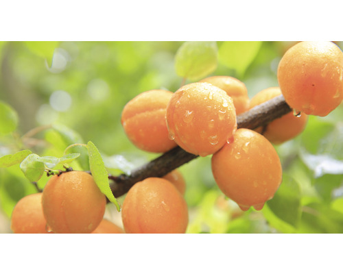 Pom fructifer cais pitic Prunus armeniaca 'Orange Beauty' H 40 cm Co 7,5 L