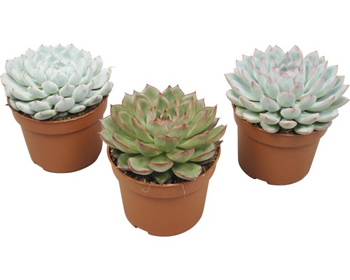 FloraSelf Echeveria-Cultivars H 14-16 cm ghiveci Ø 10,5 cm | HORNBACH