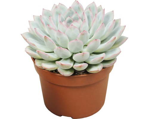 Crassula în ghiveci