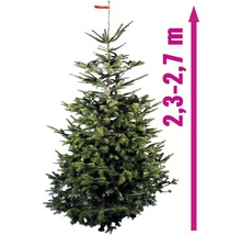 Brad de Nordmann cu o înălțime de 2,3 până la 2,7 metri