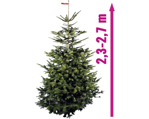 Brad de Nordmann cu o înălțime de 2,3 până la 2,7 metri