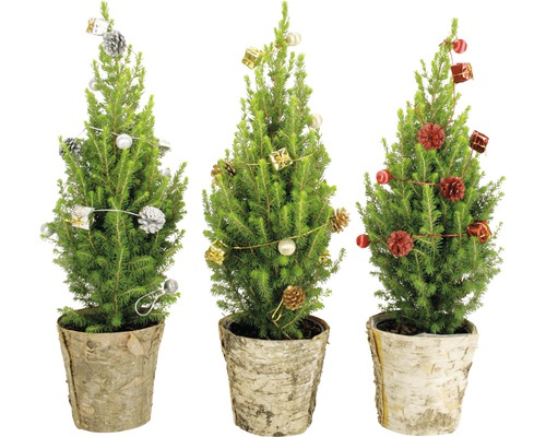 Trei chiparoși de interior decorați în ghivece de scoarță de mesteacăn