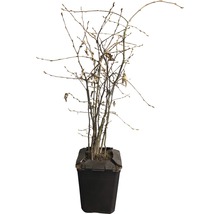 Plantă fără frunze într-un ghiveci