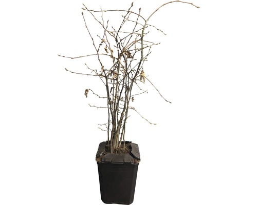 Plantă fără frunze într-un ghiveci