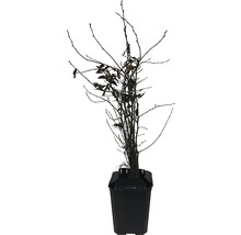 Plantă într-un ghiveci
