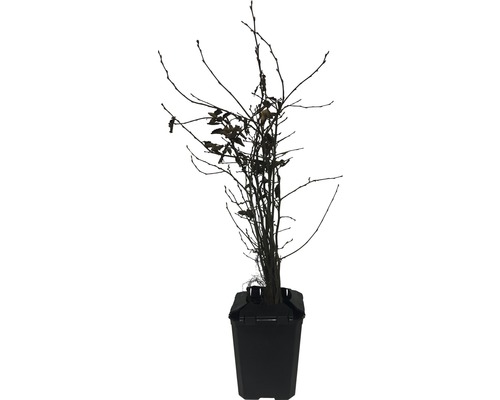 Plantă într-un ghiveci