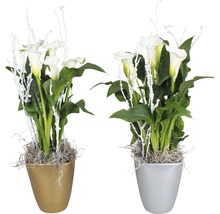 Plante de interior în ghiveci, cu flori albe și ramuri decorative