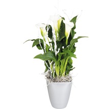 Plantă Calla în ghiveci