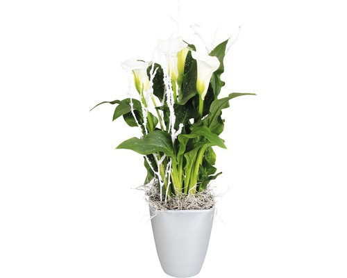 Plantă Calla în ghiveci