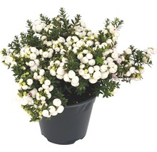 Ghiveci cu Gaultheria cu fructe de pădure albe