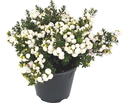 Ghiveci cu Gaultheria cu fructe de pădure albe