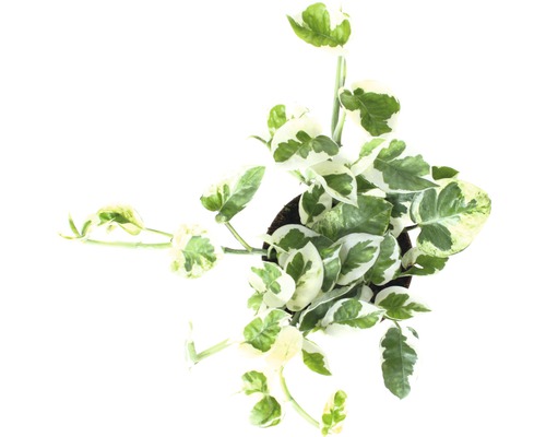 Plantă de interior Epipremnum Aureum într-un ghiveci