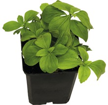 Pachysandra terminalis FloraSelf H 10-15 cm, 12 buc.