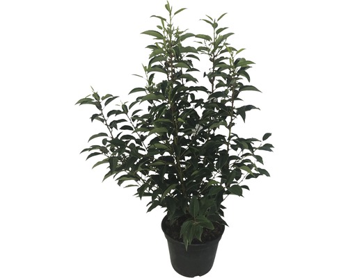 Planta de aucuba japoneză în ghiveci