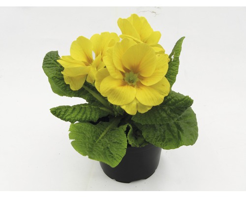 Primulă galbenă în ghiveci