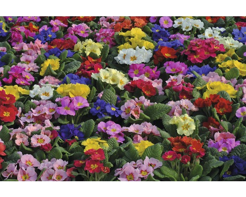 Câmp cu flori de primule multicolore