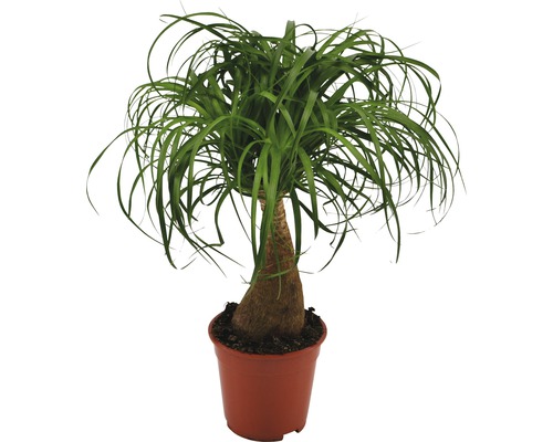 Plante verzi tropicale H 55-60 cm ghiveci Ø 16 cm
