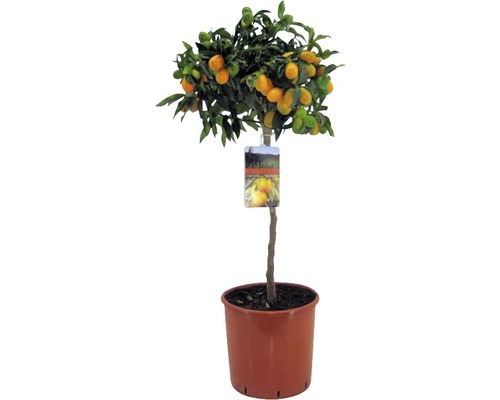 Pom cu citrice Kumquat FloraSelf Fortunella margarita H 60-70 cm ghiveci Ø 19 cm