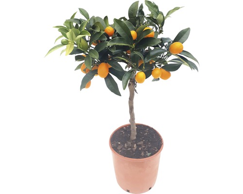 Arbore de kumquat în ghiveci cu fructe și frunze