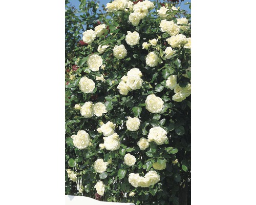 Trandafir cățărător timpuriu H 60-80 cm Co 5 L alb