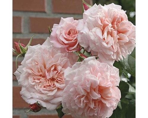 Trandafir cățărător timpuriu H 60-80 cm Co 5 L roz