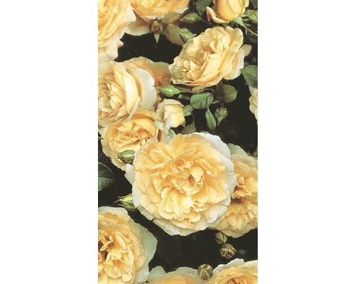 Prim-plan cu flori galbene de trandafir