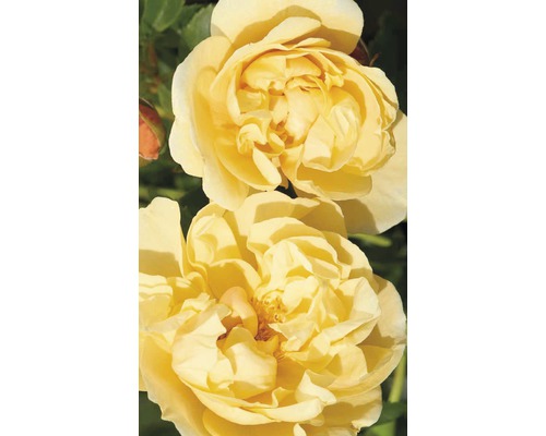 Trandafir cățărător timpuriu H 60-80 cm Co 5 L galben