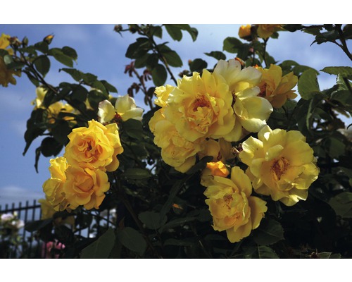 Flori de trandafir galben pe un trandafir