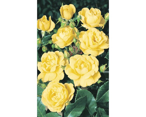Trandafir timpuriu H 10-20 cm Co 5 L galben