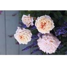 Trandafir nobili timpuriu H 10-20 cm Co 5 L roz-thumb-0