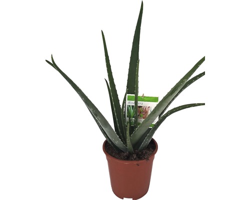 FloraSelf Aloe Vera H 50-60 cm ghiveci Ø 17 cm