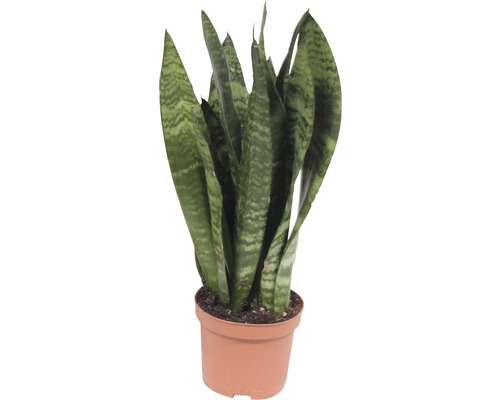 Limba soacrei FloraSelf Sansevieria trifasciata Black Coral H 25-35 cm ghiveci Ø 9 cm