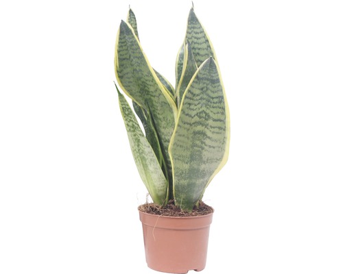 Limba soacrei FloraSelf Sansevieria trifasciata Superba H 25-35 cm ghiveci Ø 9 cm