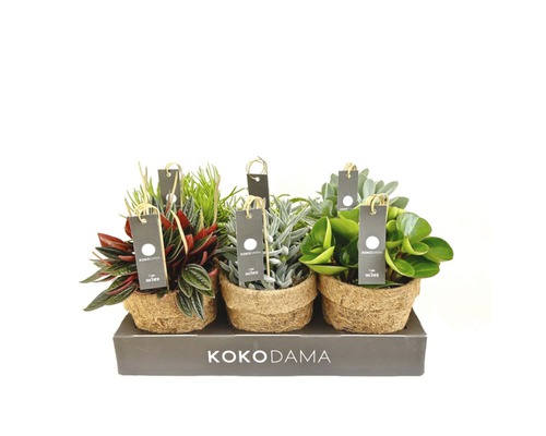 Diverse plante de interior în ghivece din fibre de cocos pe o tavă