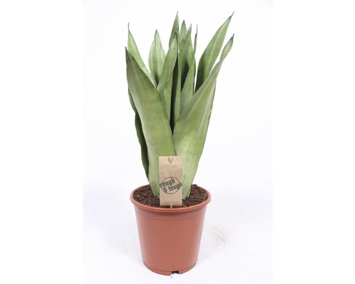 Limba soacrei FloraSelf Sansevieria trifasciata Moonshine H 55-60 cm ghiveci Ø 17 cm-0