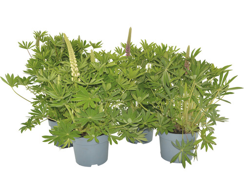 Lupin FloraSelf Lupinus-Cultivars 'Gallery' mix H 30-45 cm ghiveci Ø 19 cm Lupin în ghivece, frunze verzi și inflorescențe