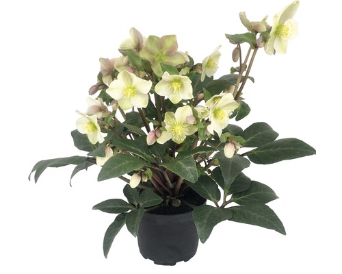Trandafirul Crăciunului FloraSelf Helleborus niger 'Winter | HORNBACH