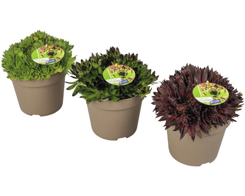 Urechelnița Floraself Sempervivum-Cultivars 'Mix' H 5-15 cm ghiveci Ø 17 cm Trei plante iarba-surzilor în ghiveci
